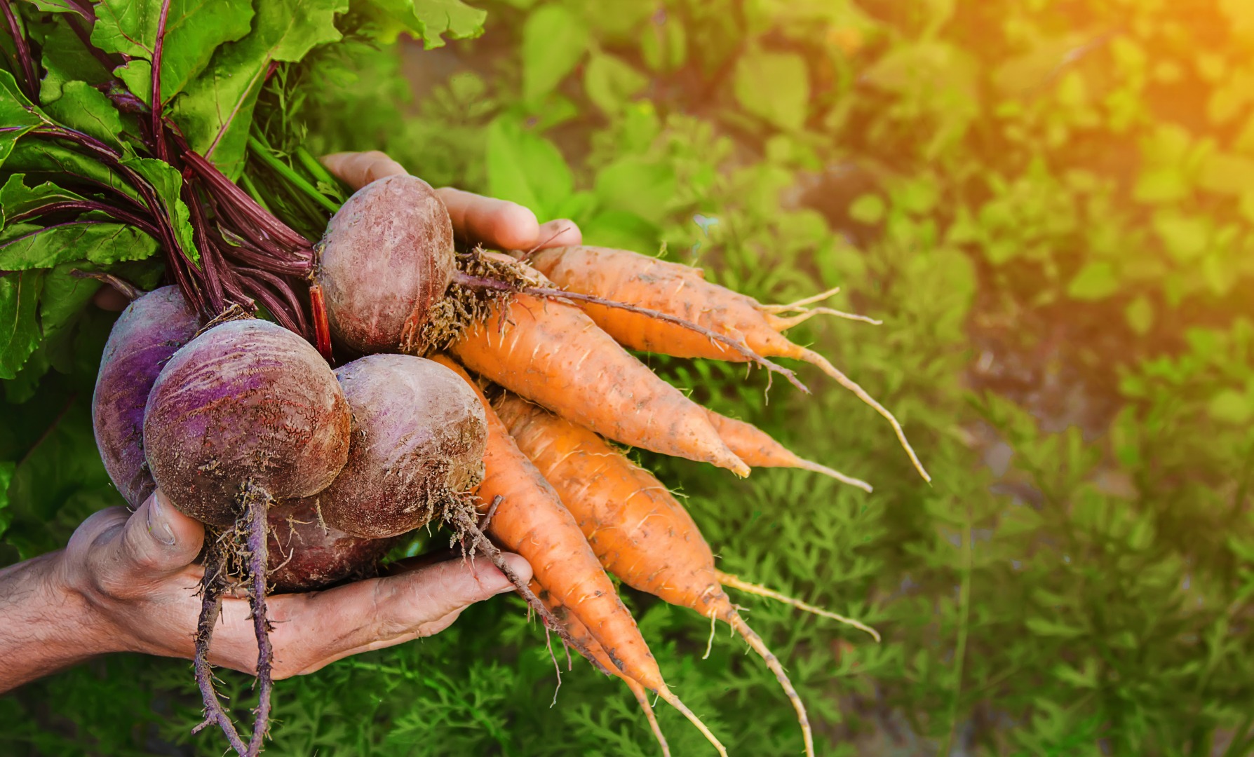 BRITISH FOOD FORTNIGHT