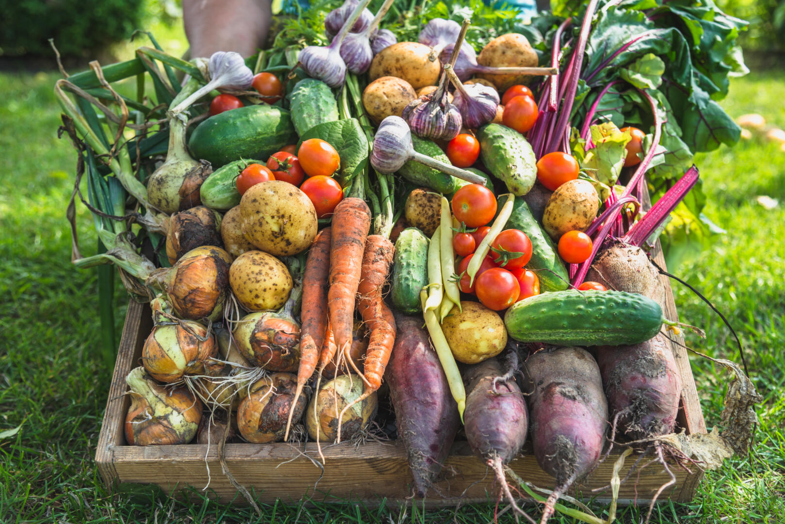 Academy saves more than 200,000 kilos of ‘ugly veg’